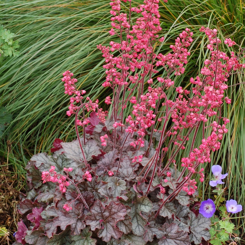 Heuchera 'Mysteria' from the Chelsea Gold Medal winning nursery Plantagogo